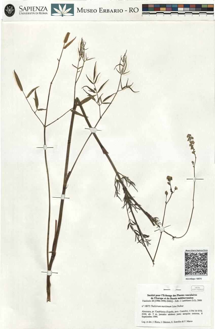 Thalictrum maritimum Léon Dufour -  RO-HSepv 18975 photo