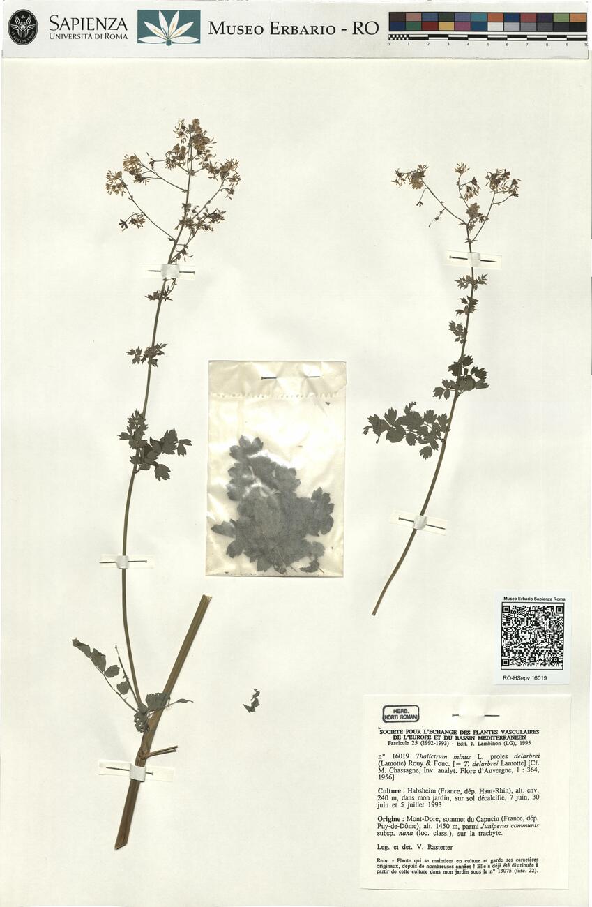 Thalictrum minus L. proles delarbrei (Lamotte) Rouy & Fouc. -  RO-HSepv 16019 photo