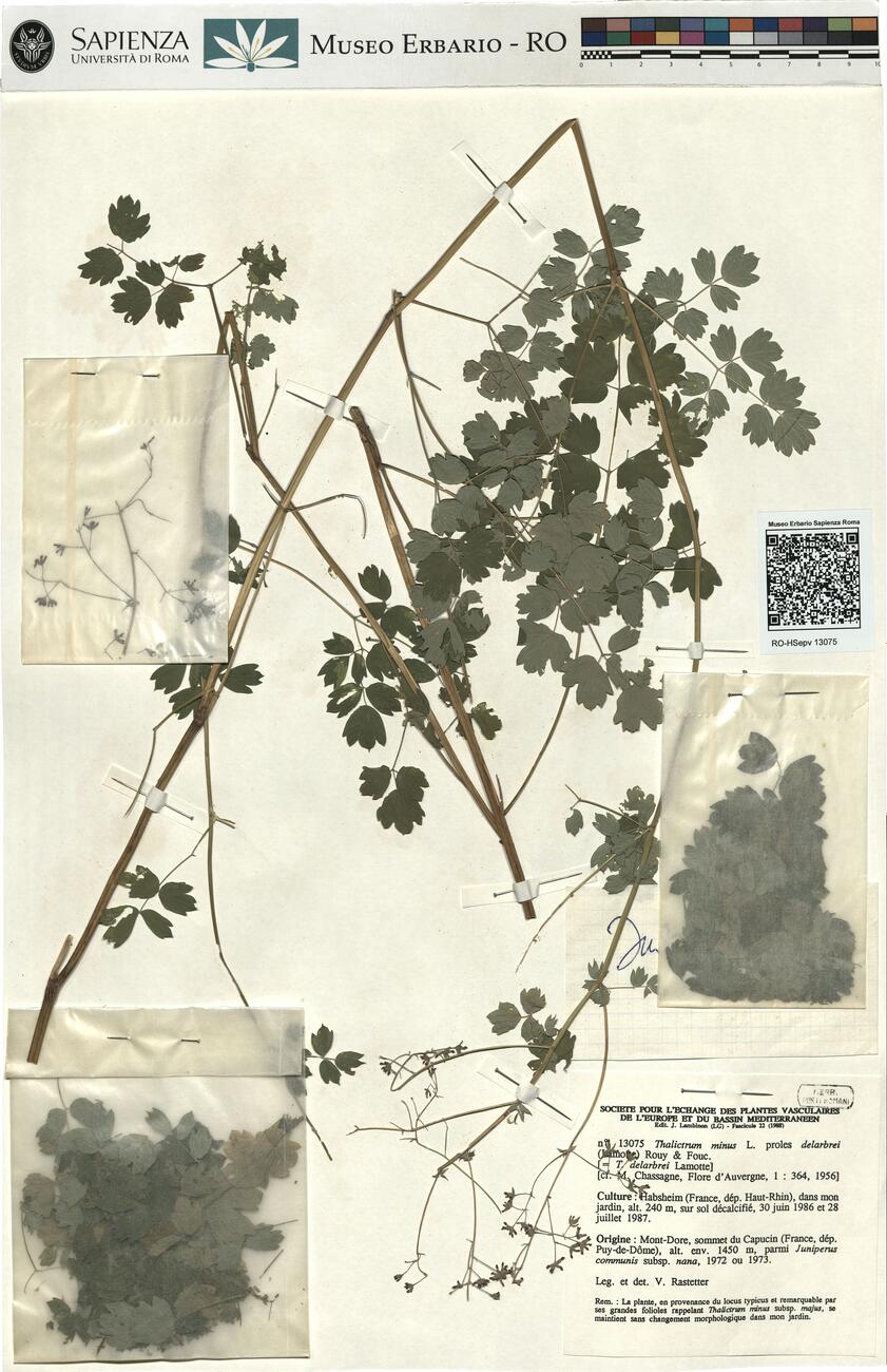 Thalictrum minus L. proles delarbrei (Lamotte) Rouy & Fouc.  -  RO-HSepv 13075 photo