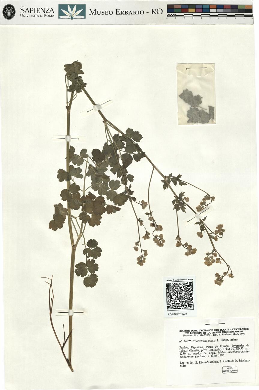 Thalictrum minus L. subsp. minus -  RO-HSepv 16925 photo