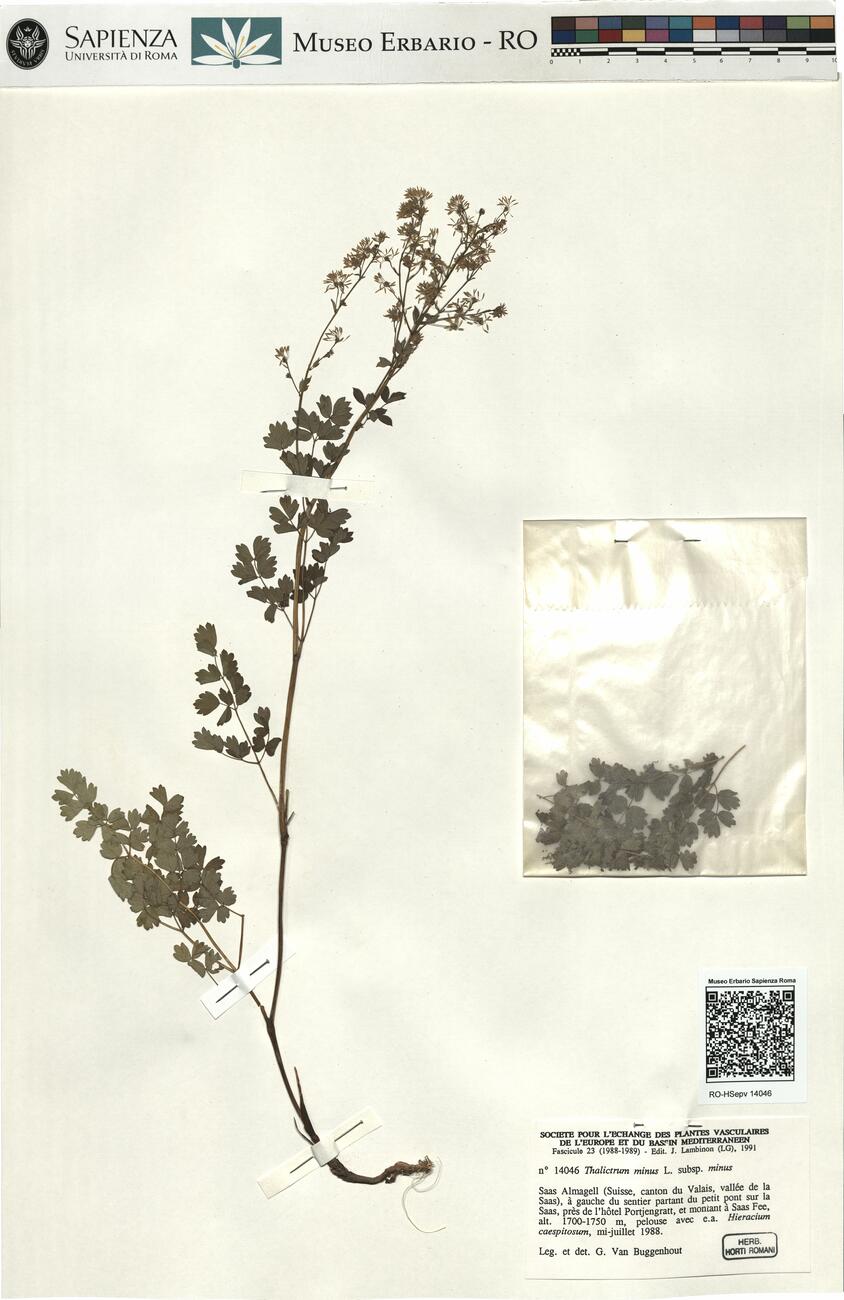 Thalictrum minus L. subsp. minus -  RO-HSepv 14046 photo