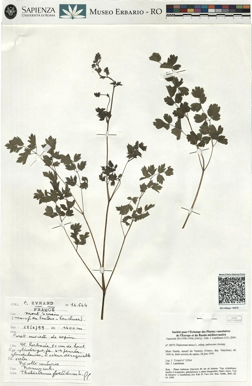 Thalictrum minus L. subsp. pubescens Arcang. -  RO-HSepv 18976 photo