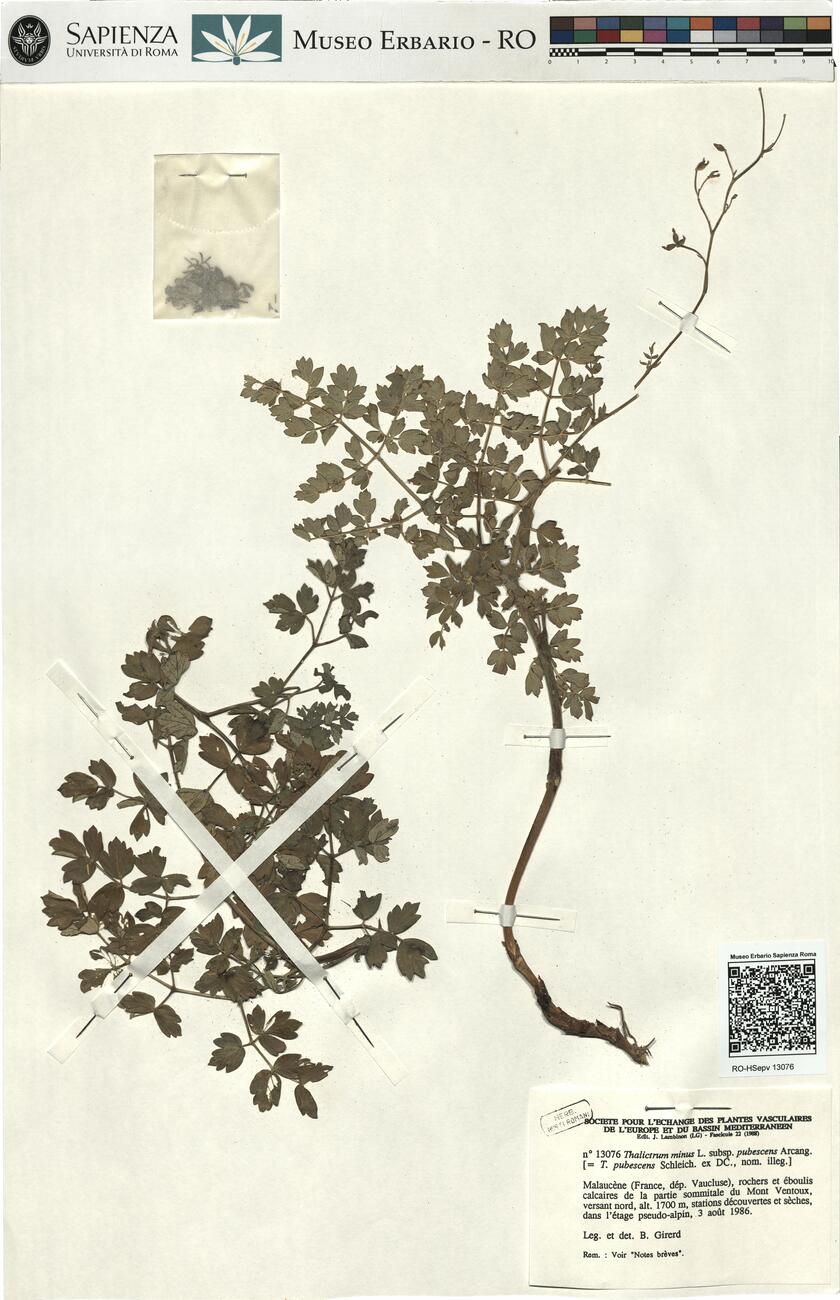 Thalictrum minus L. subsp. pubescens Arcang. -  RO-HSepv 13076 photo