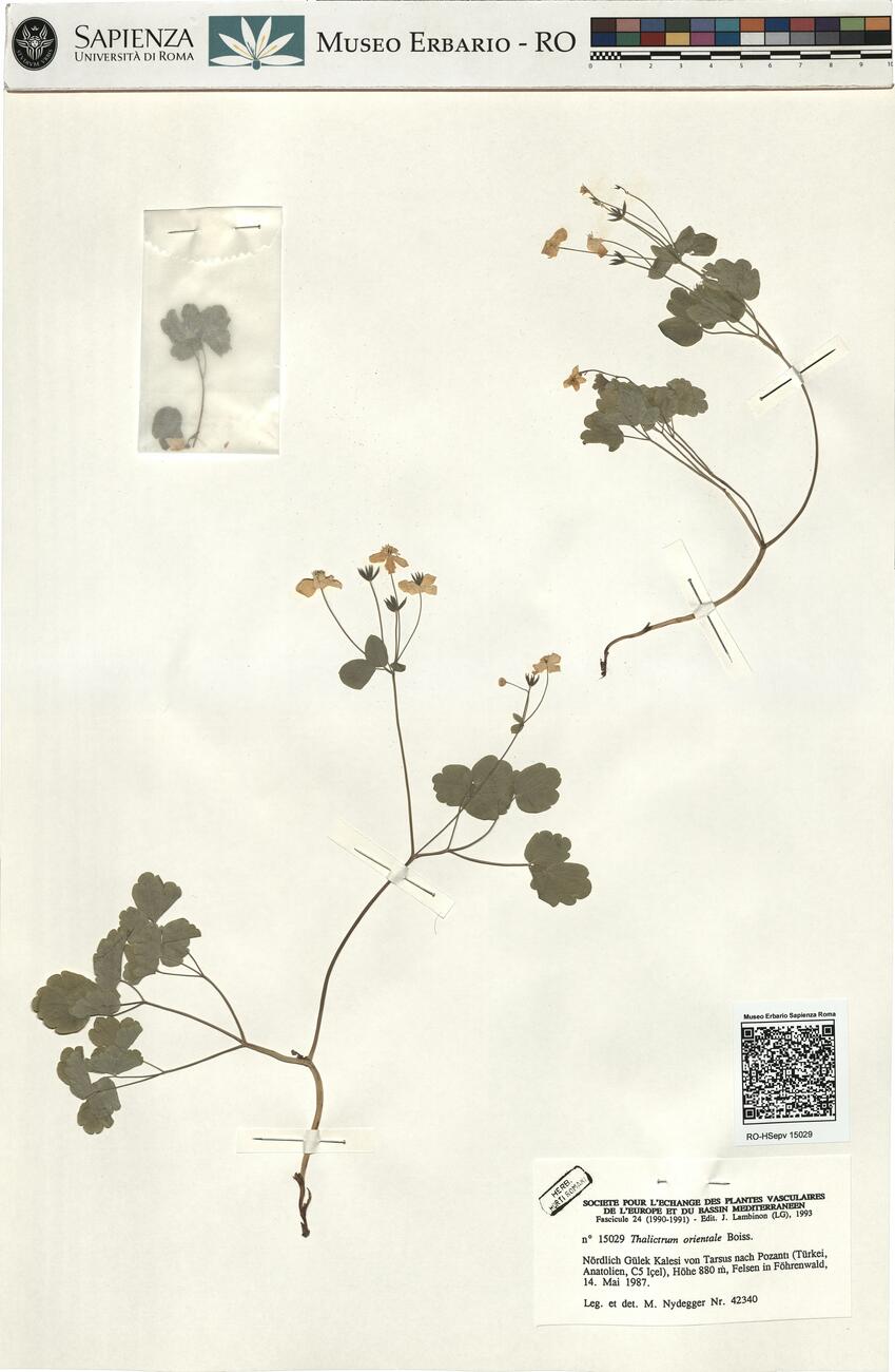 Thalictrum orientale Boiss. -  RO-HSepv 15029 photo