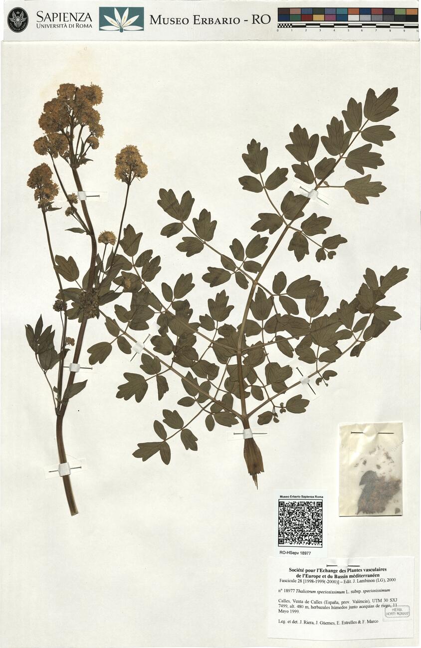 Thalictrum speciosissimum L. subsp speciosissimum -  RO-HSepv 18977 photo