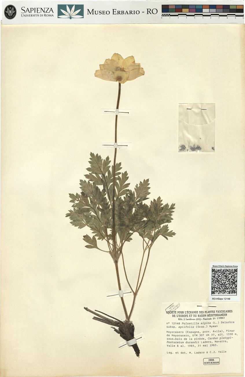 Pulsatilla alpina (L.) Delarbre subsp. apiifolia (Scop.) Nyman -  RO-HSepv 12148 photo