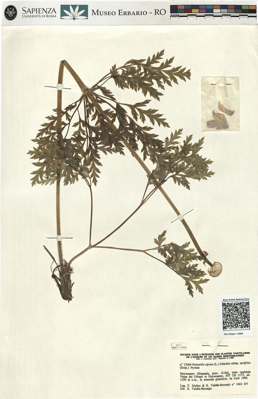 Pulsatilla alpina (L.) Delarbre subsp. apiifolia (Scop.) Nyman -  RO-HSepv 13064 photo