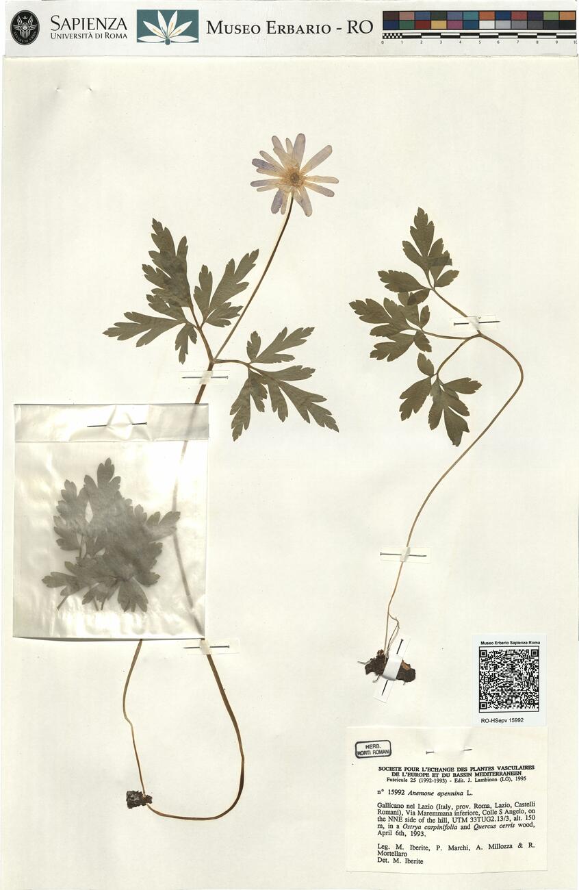 Anemone apennina L. -  RO-HSepv 15992 photo