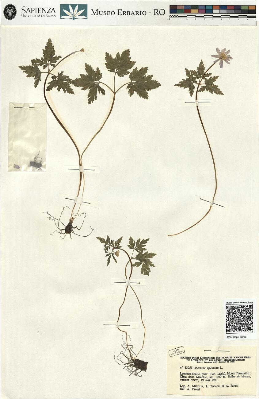 Anemone apennina L. -  RO-HSepv 13053 photo