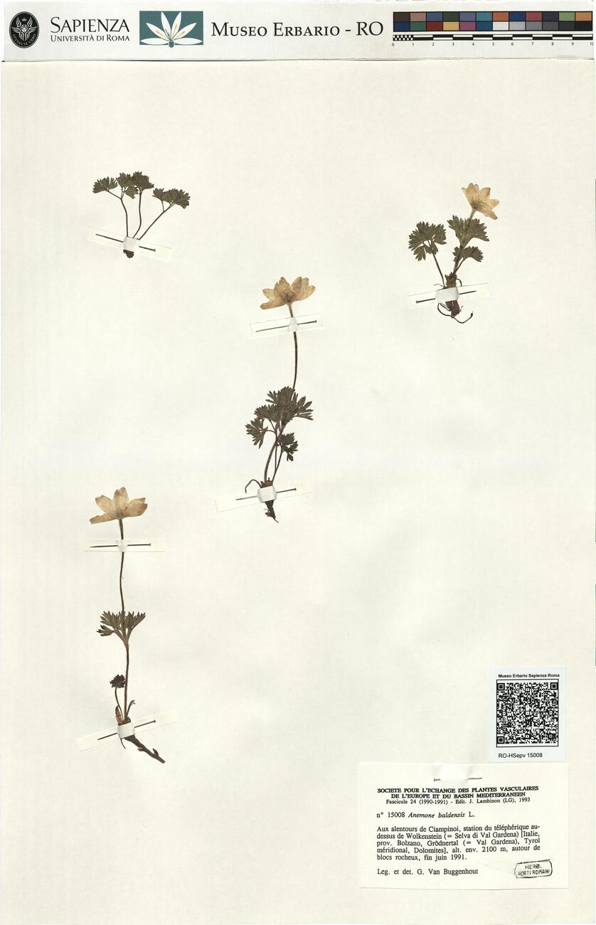 Anemone baldensis L. -  RO-HSepv 15008 photo