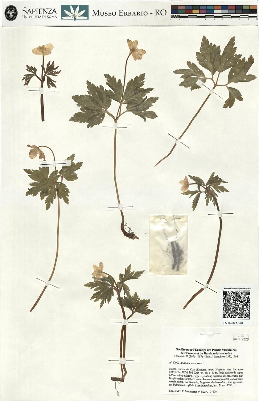 Anemone nemorosa L. -  RO-HSepv 17903 photo