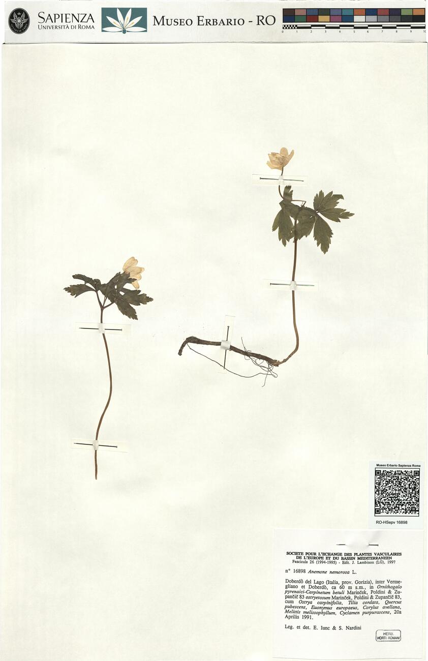 Anemone nemorosa L. -  RO-HSepv 16898 photo