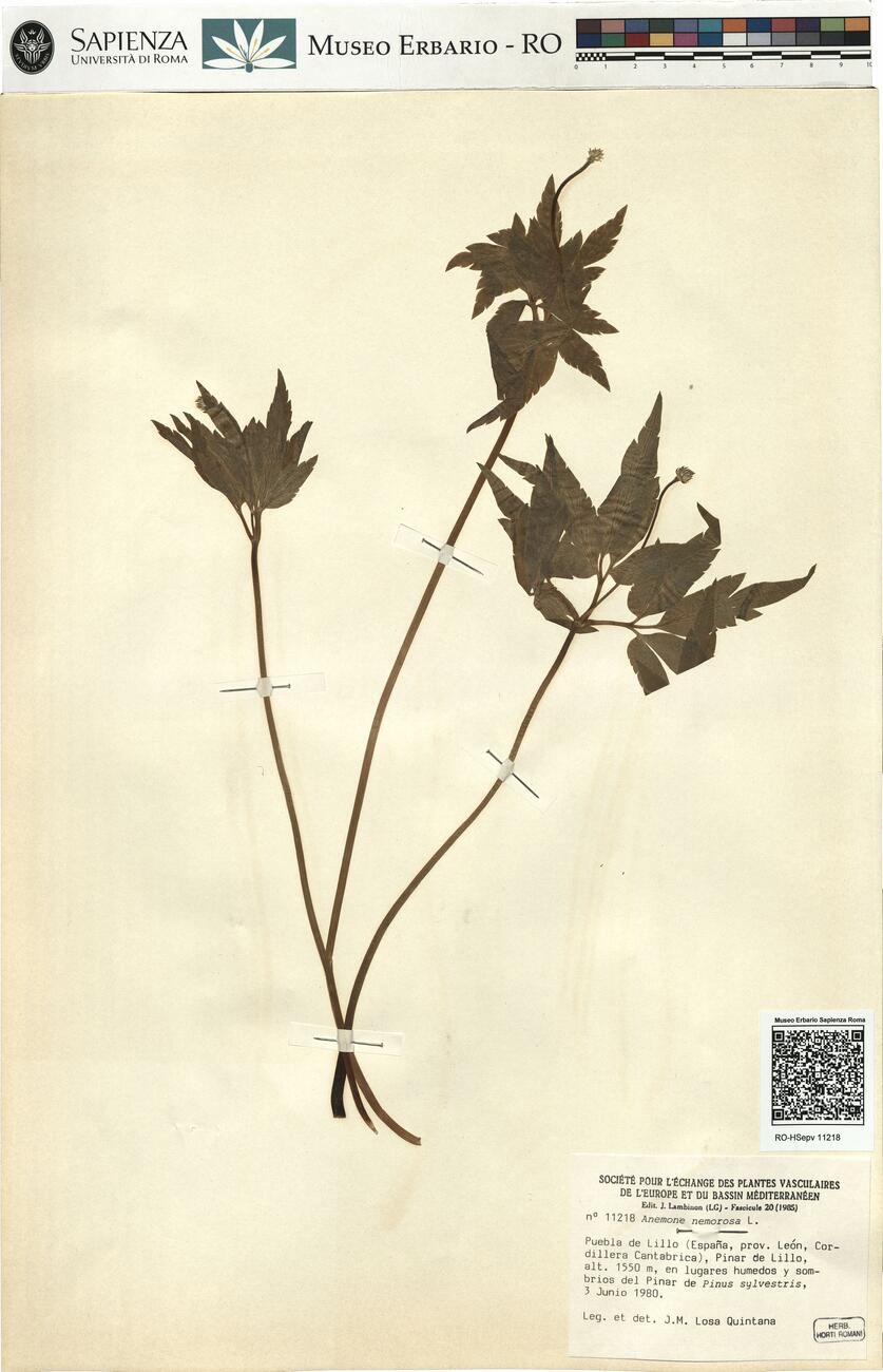 Anemone nemorosa L. -  RO-HSepv 11218 photo