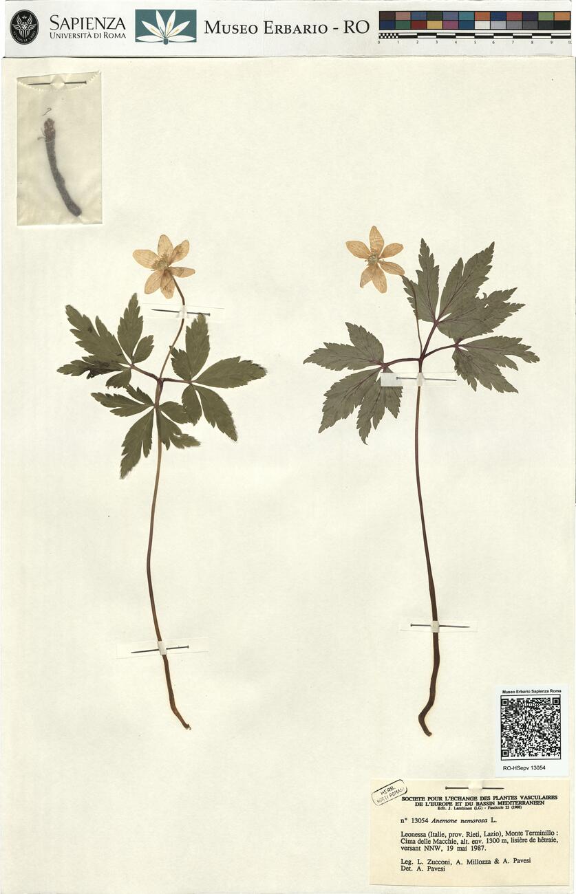 Anemone nemorosa L. -  RO-HSepv 13054 photo