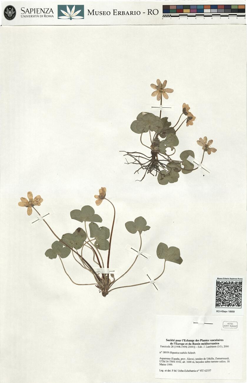 Hepatica nobilis Schreb. -  RO-HSepv 18959 photo