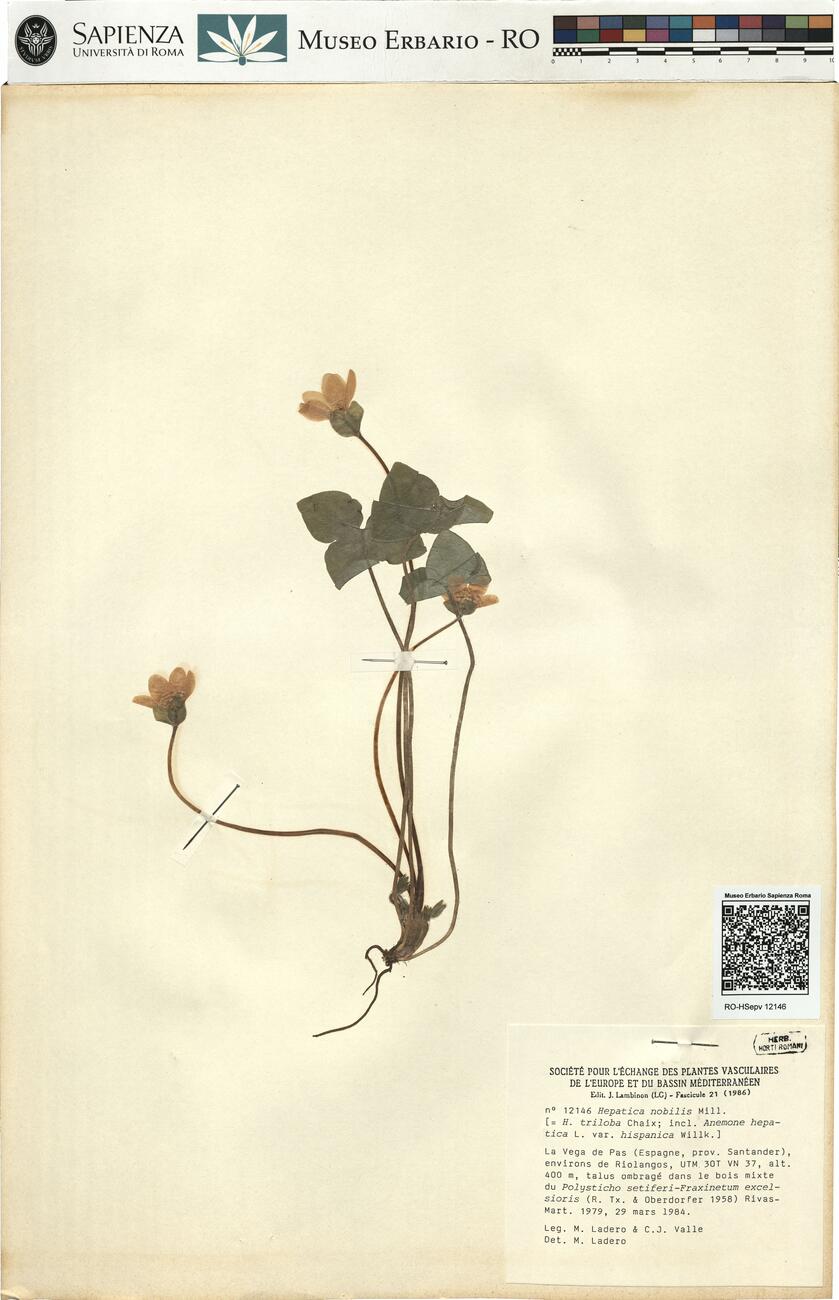 Hepatica nobilis Mill. -  RO-HSepv 12146 photo