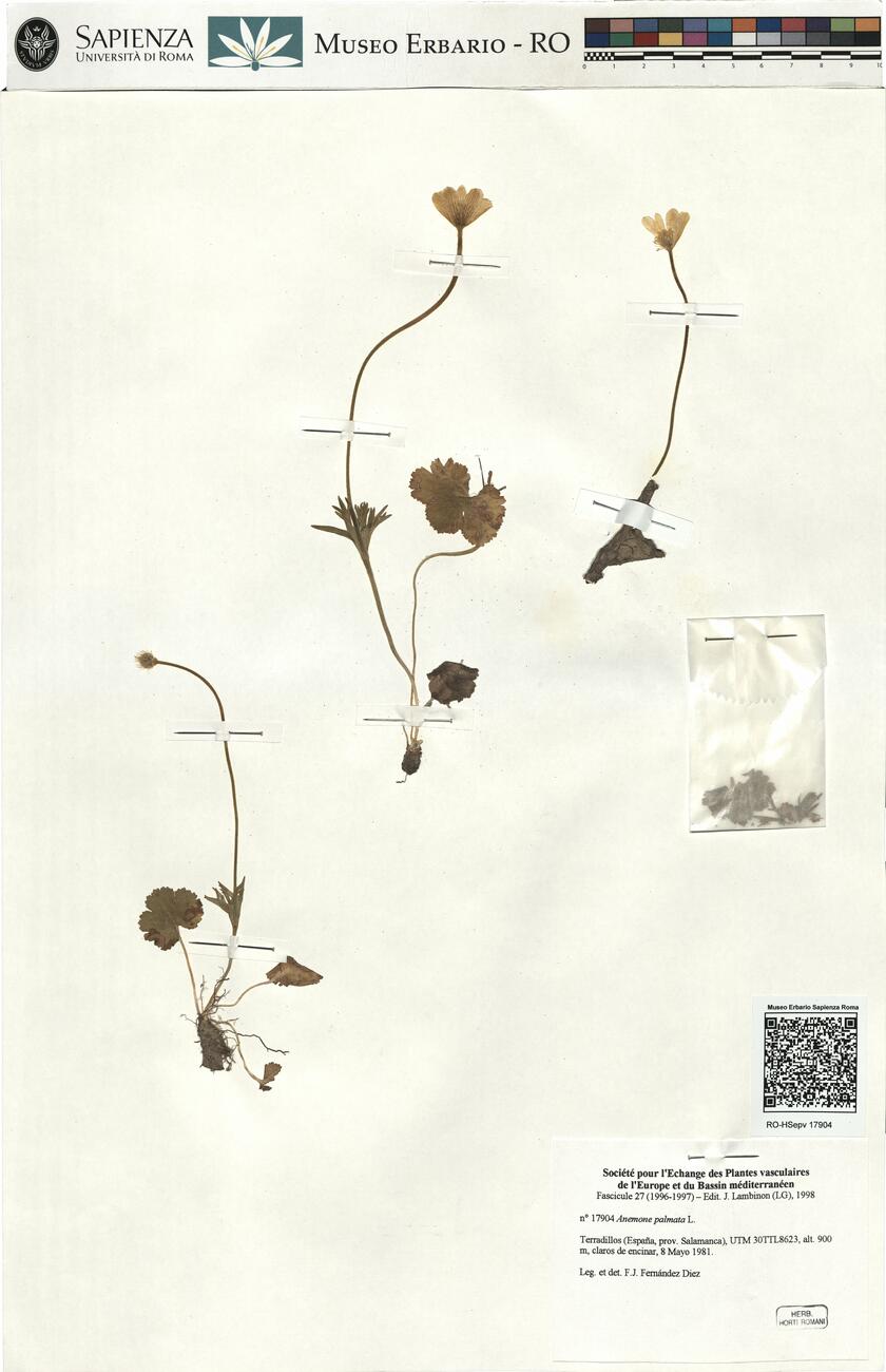 Anemone palmata L. -  RO-HSepv 17904 photo