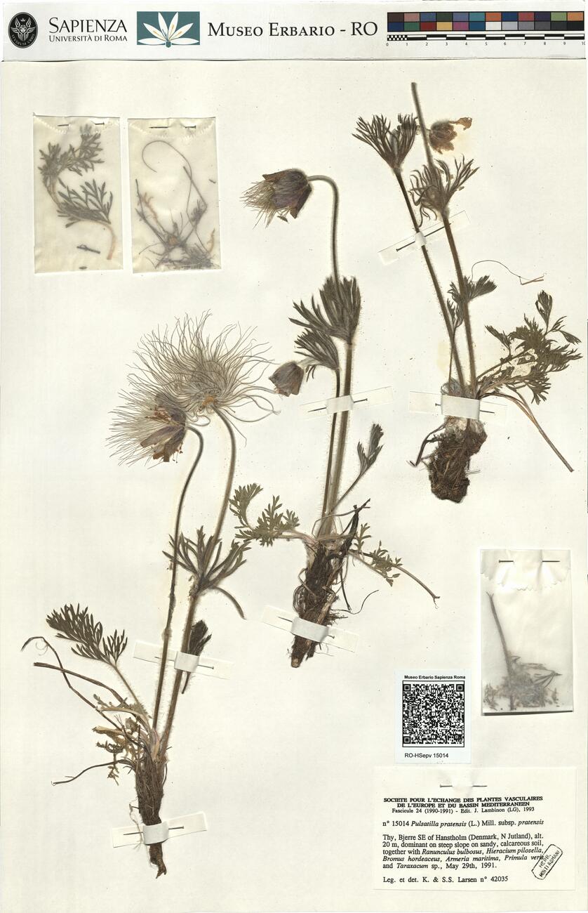Pulsatilla pratensis (L.) Mill. subsp. pratensis  -  RO-HSepv 15014 photo