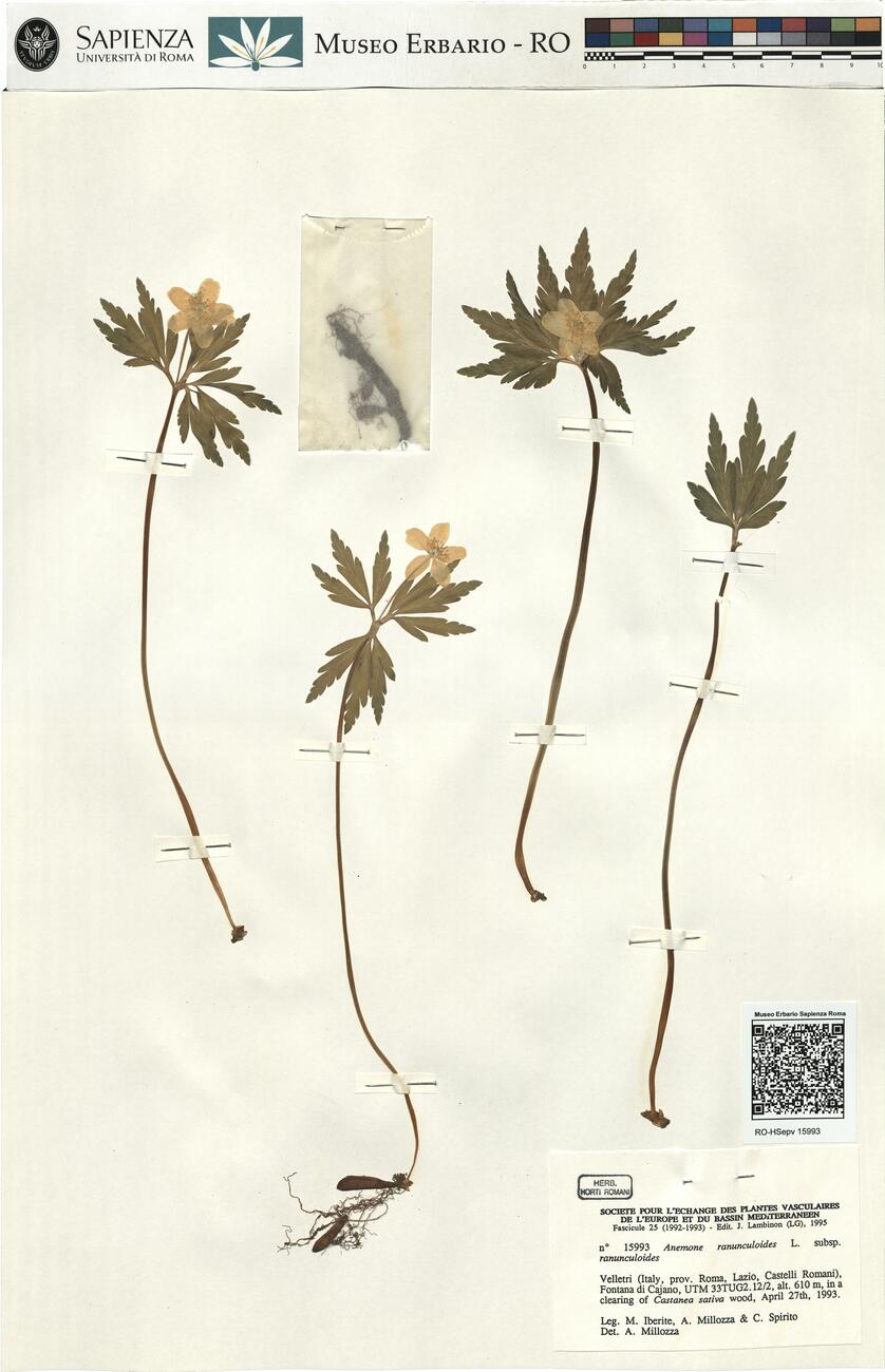 Anemone ranunculoides L. subsp. ranunculoides -  RO-HSepv 15993 photo