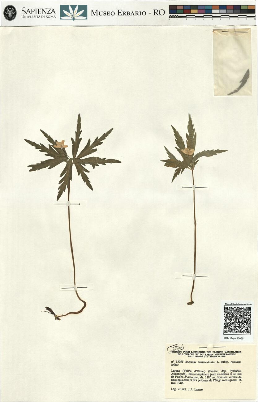 Anemone ranunculoides L. subsp. ranunculoides -  RO-HSepv 13055 photo