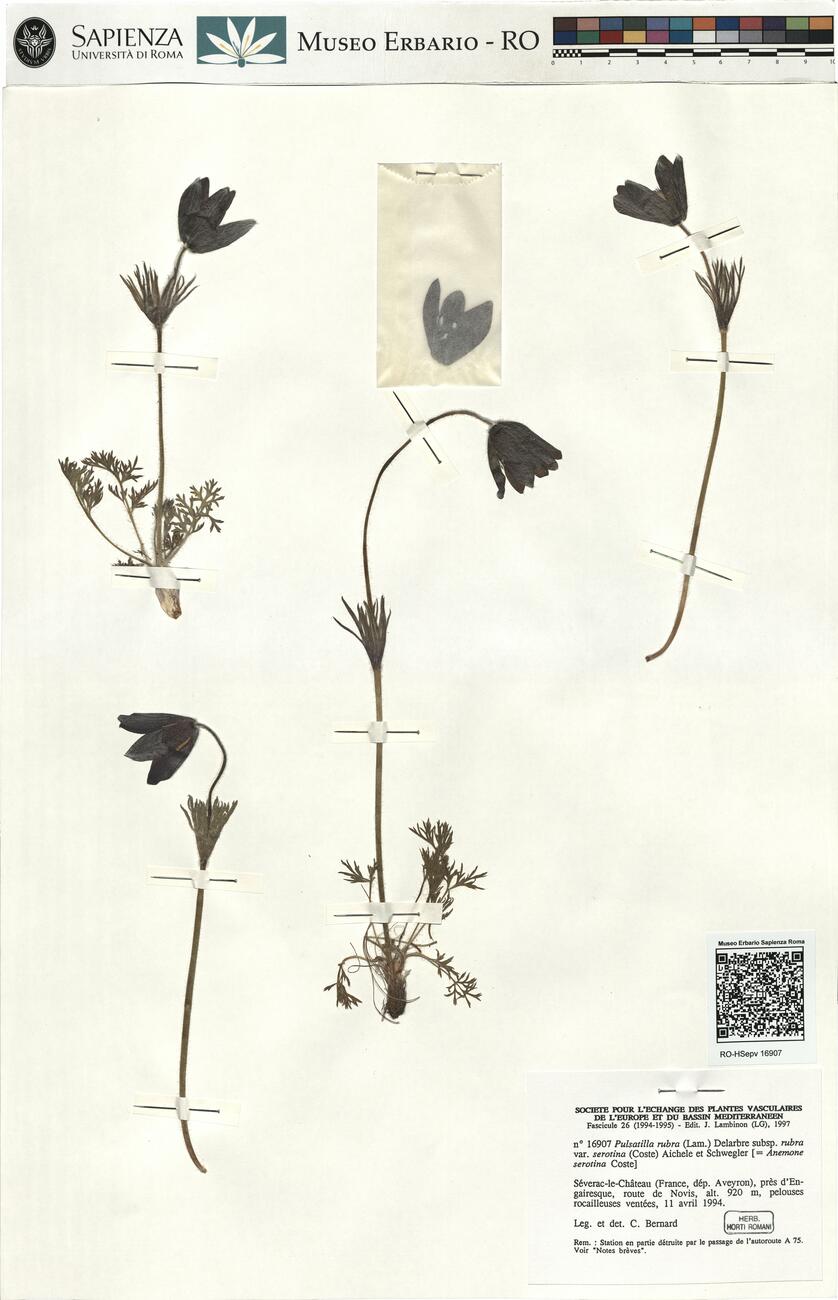 Pulsatilla rubra (Lam.) Delarbre subsp. rubra var. serotina (Coste) Aichele et Schwegler -  RO-HSepv 16907 photo