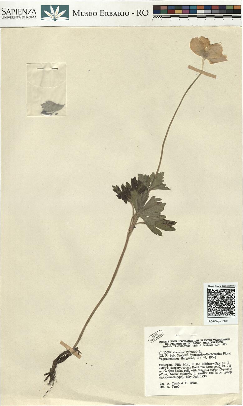 Anemone sylvestris L. -  RO-HSepv 15009 photo