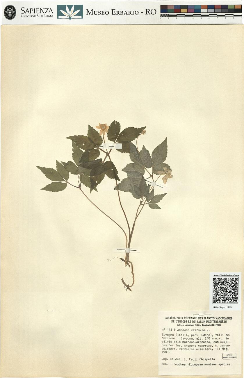 Anemone trifolia L. -  RO-HSepv 11219 photo