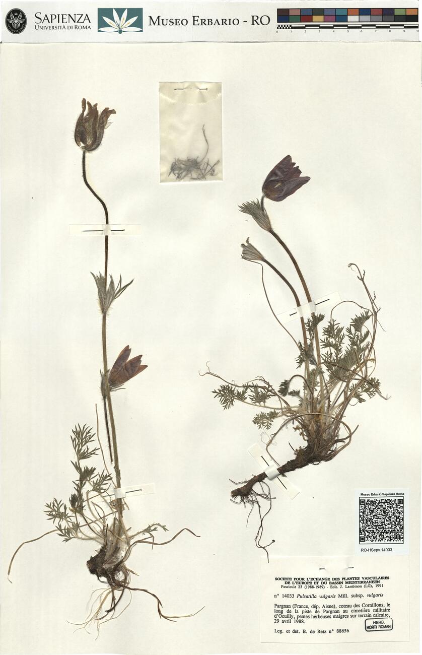 Pulsatilla vulgaris Mill. subsp. vulgaris -  RO-HSepv 14033 photo