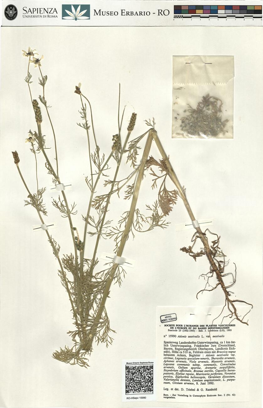Adonis aestivalis L. var. aestivalis -  RO-HSepv 15990 photo