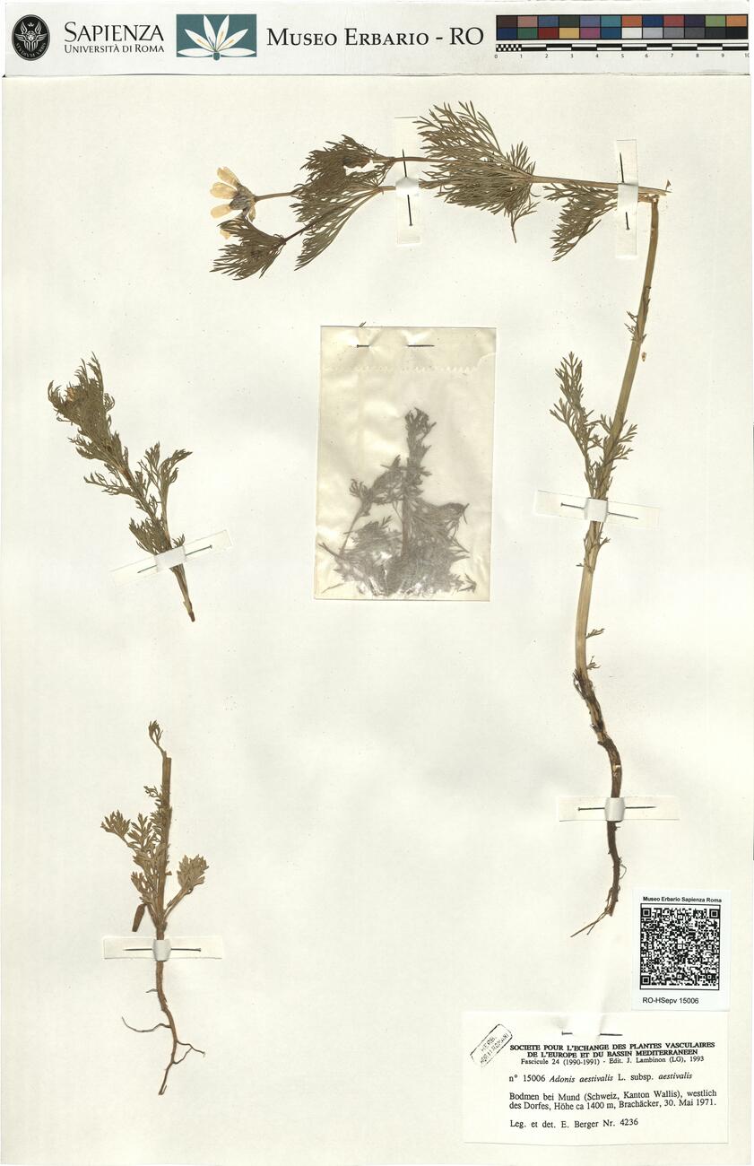 Adonis aestivalis L. subsp. aestivalis -  RO-HSepv 15006 photo