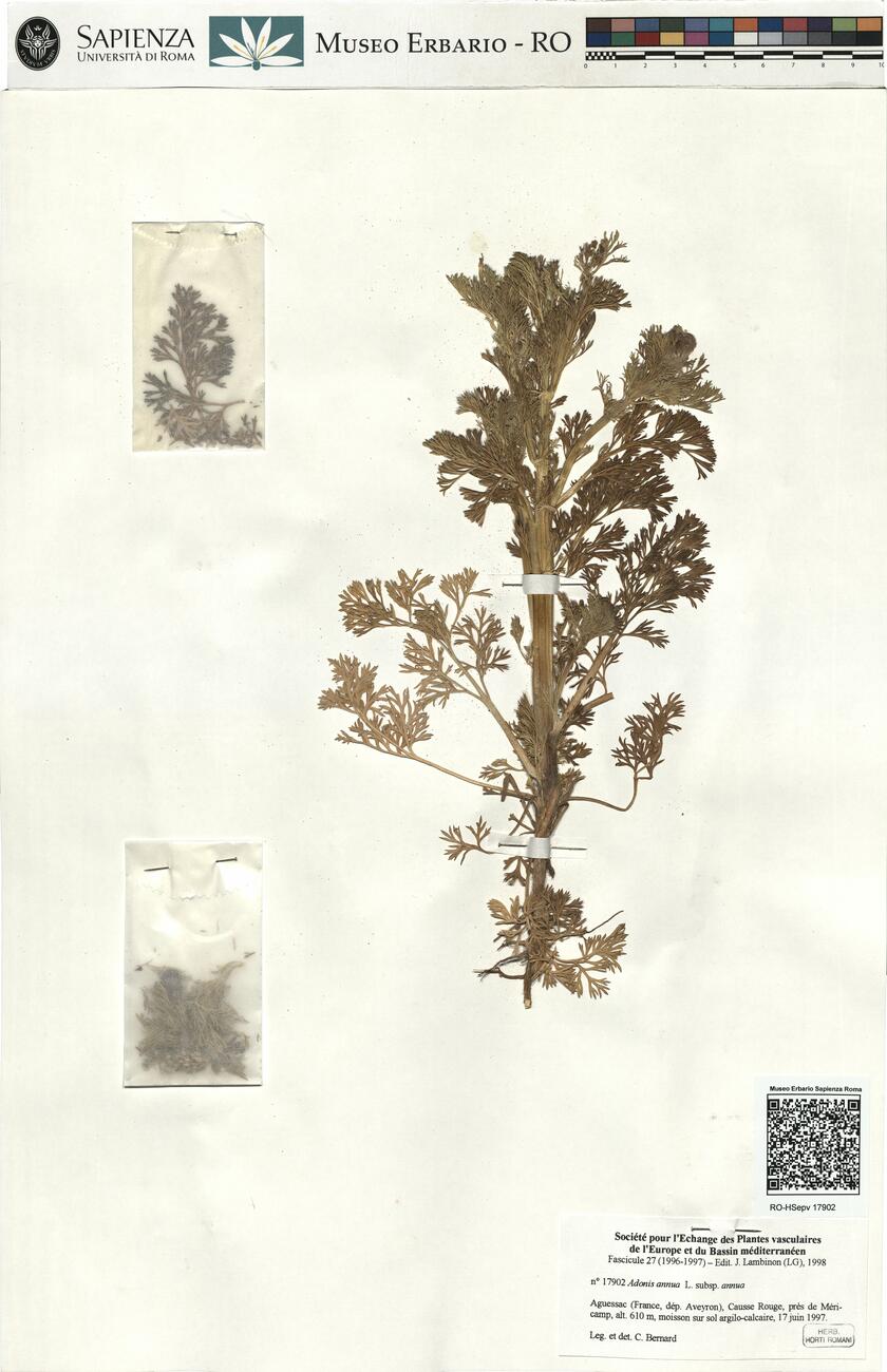 Adonis annua L. subsp. annua -  RO-HSepv 17902 photo