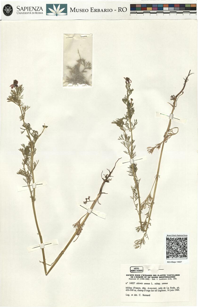 Adonis annua L. subsp. annua -  RO-HSepv 14027 photo