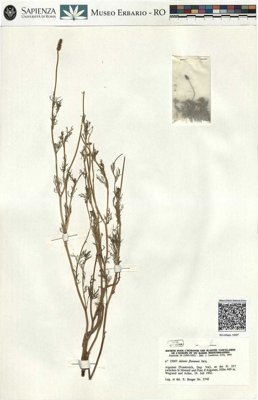 Adonis flammea Jacq. -  RO-HSepv 15007 photo