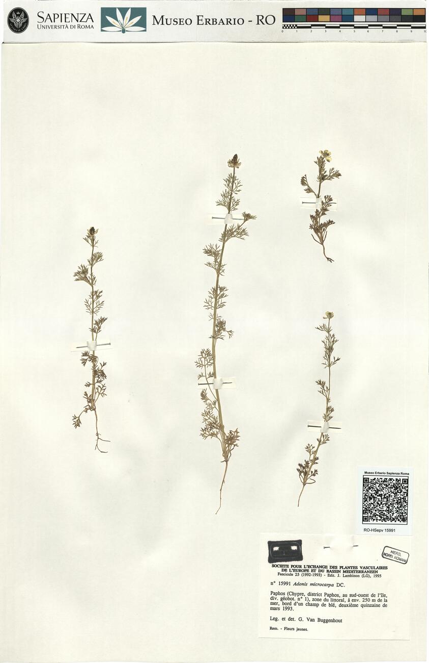 Adonis microcarpa DC.  -  RO-HSepv 15991 photo