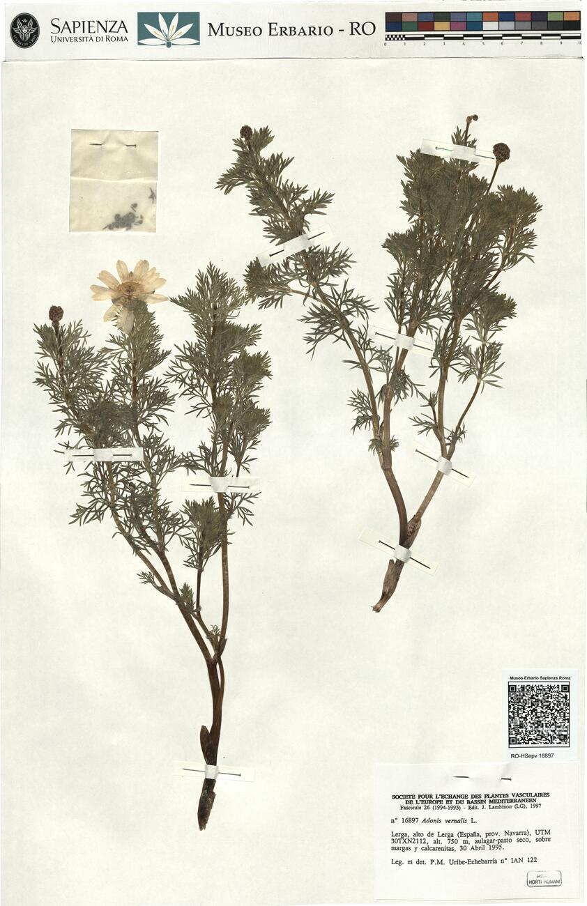 Adonis vernalis L. -  RO-HSepv 16897 photo