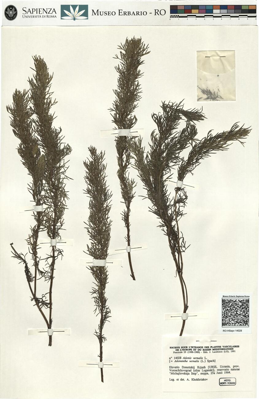 Adonis vernalis L. -  RO-HSepv 14028 photo