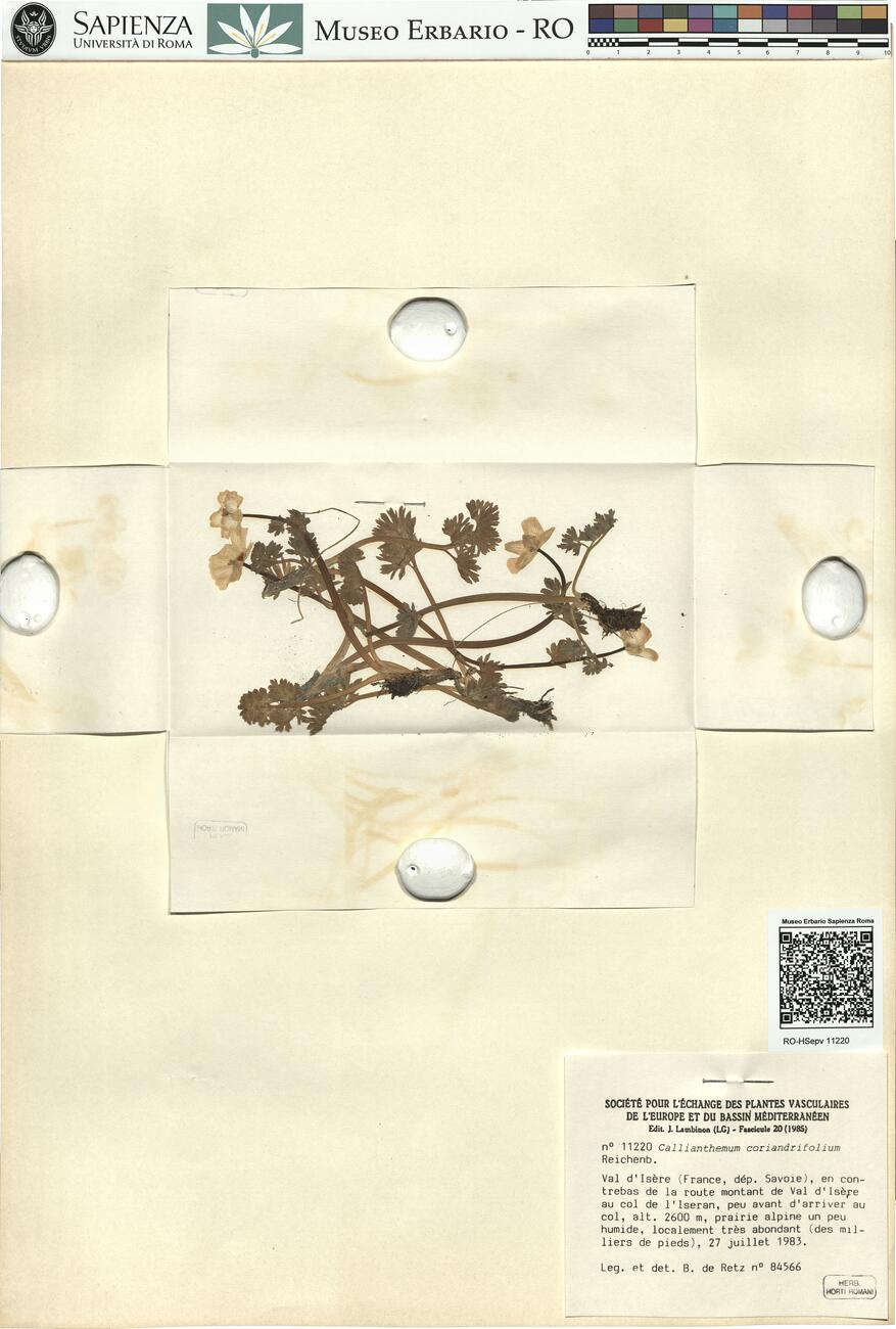 Callianthemum coriandrifolium Reichenb. -  RO-HSepv 11220 photo