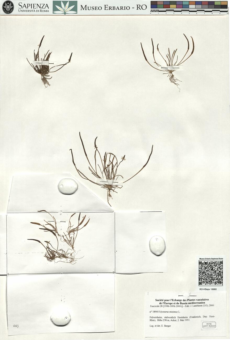 Myosurus minimus L. -  RO-HSepv 18960 photo