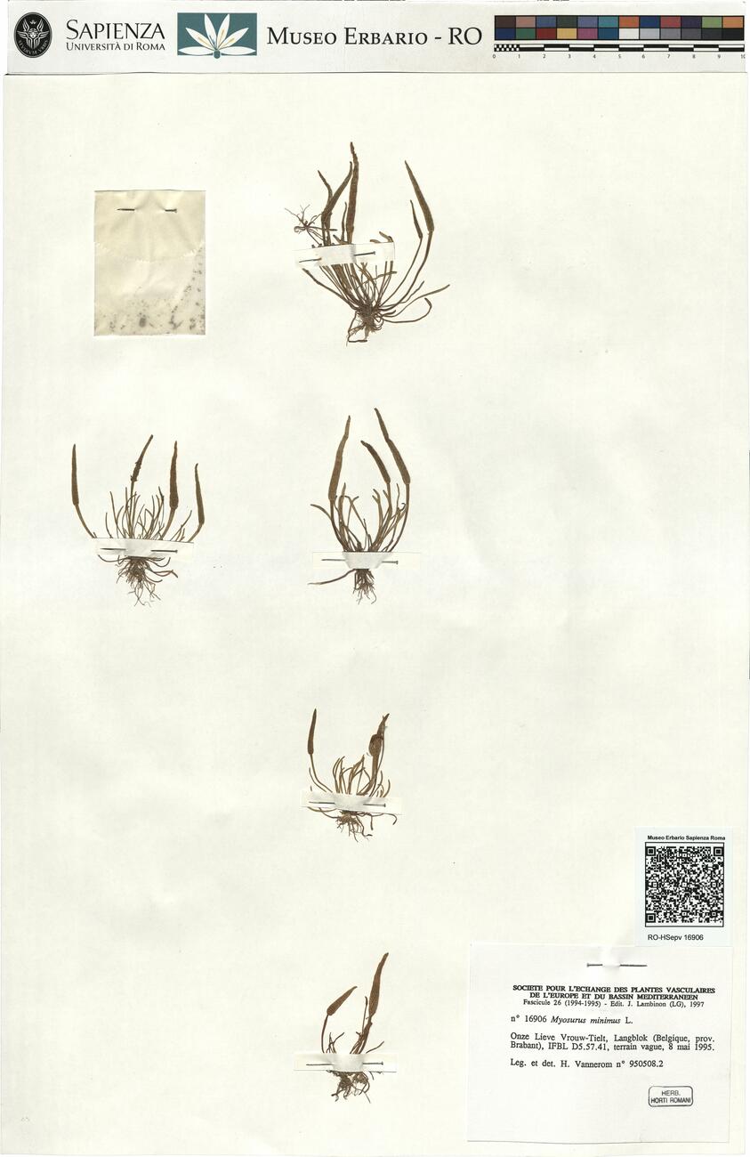 Myosurus minimus L. -  RO-HSepv 16906 photo