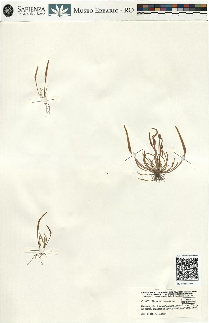 Myosurus minimus L. -  RO-HSepv 14031 photo