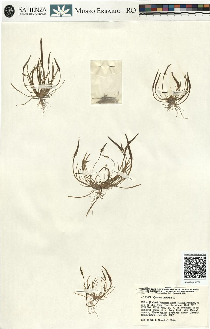 Myosurus minimus L. -  RO-HSepv 13062 photo