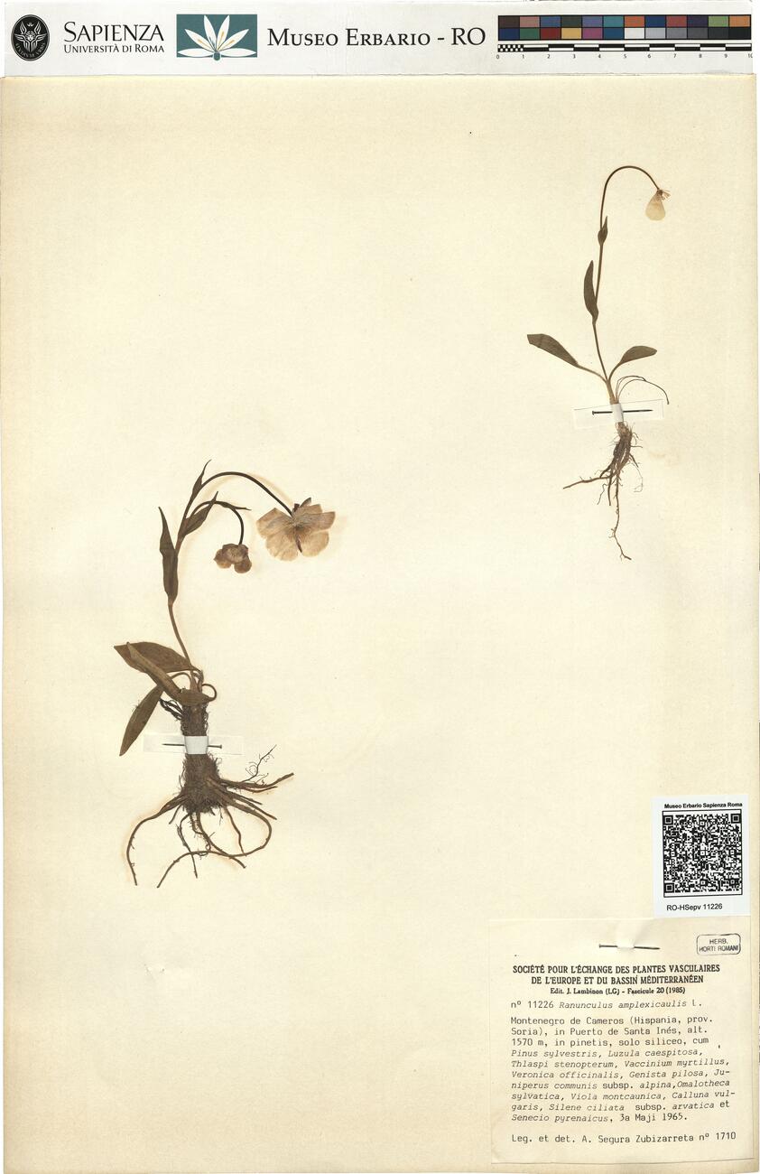 Ranunculus amplexicaulis L. -  RO-HSepv 11226 photo