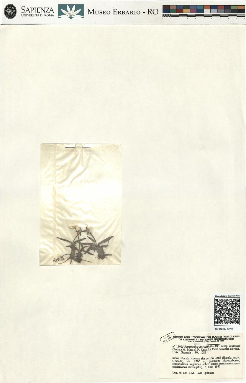 Ranunculus angustifolius DC. subsp. uniflorus (Boiss.) M. Mesa & P. Raya -  RO-HSepv 13065 photo