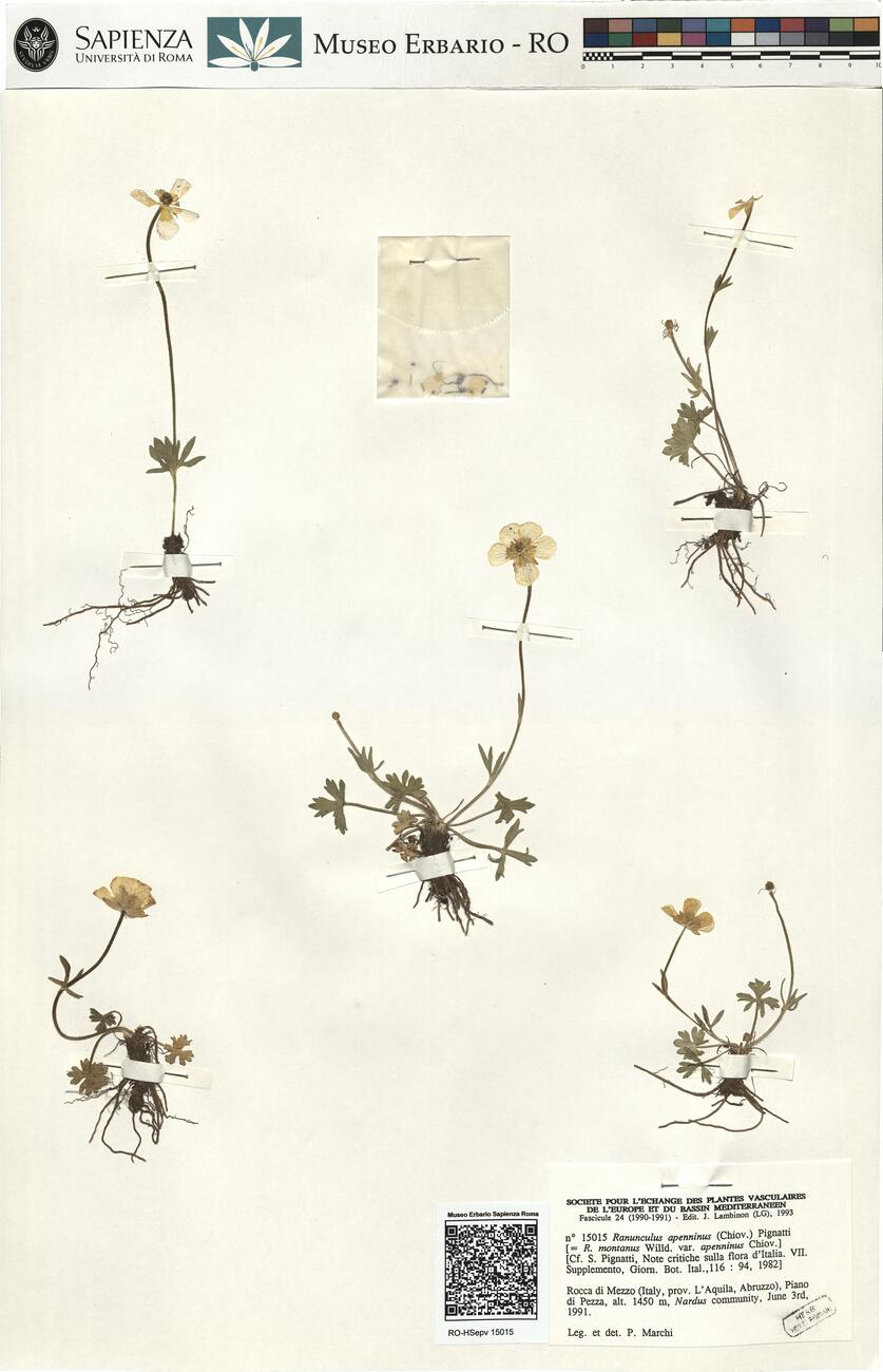Ranunculus apenninus (Chiov.) Pignatti  -  RO-HSepv 15015 photo
