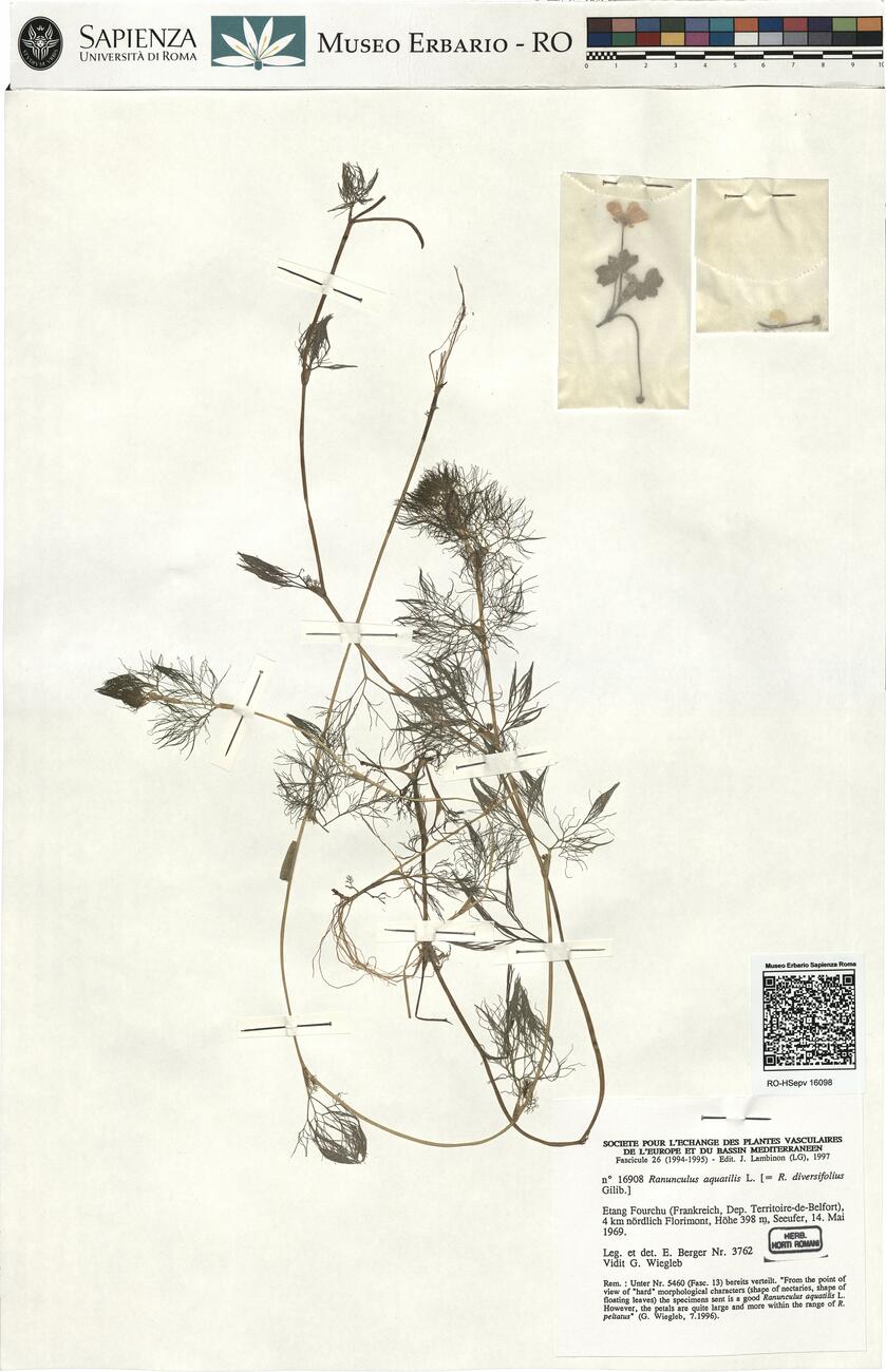 Ranunculus aquatilis L. -  RO-HSepv 16908 photo