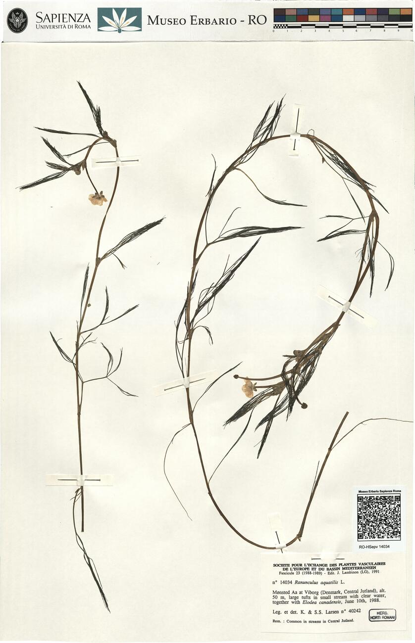 Ranunculus aquatilis L. -  RO-HSepv 14034 photo