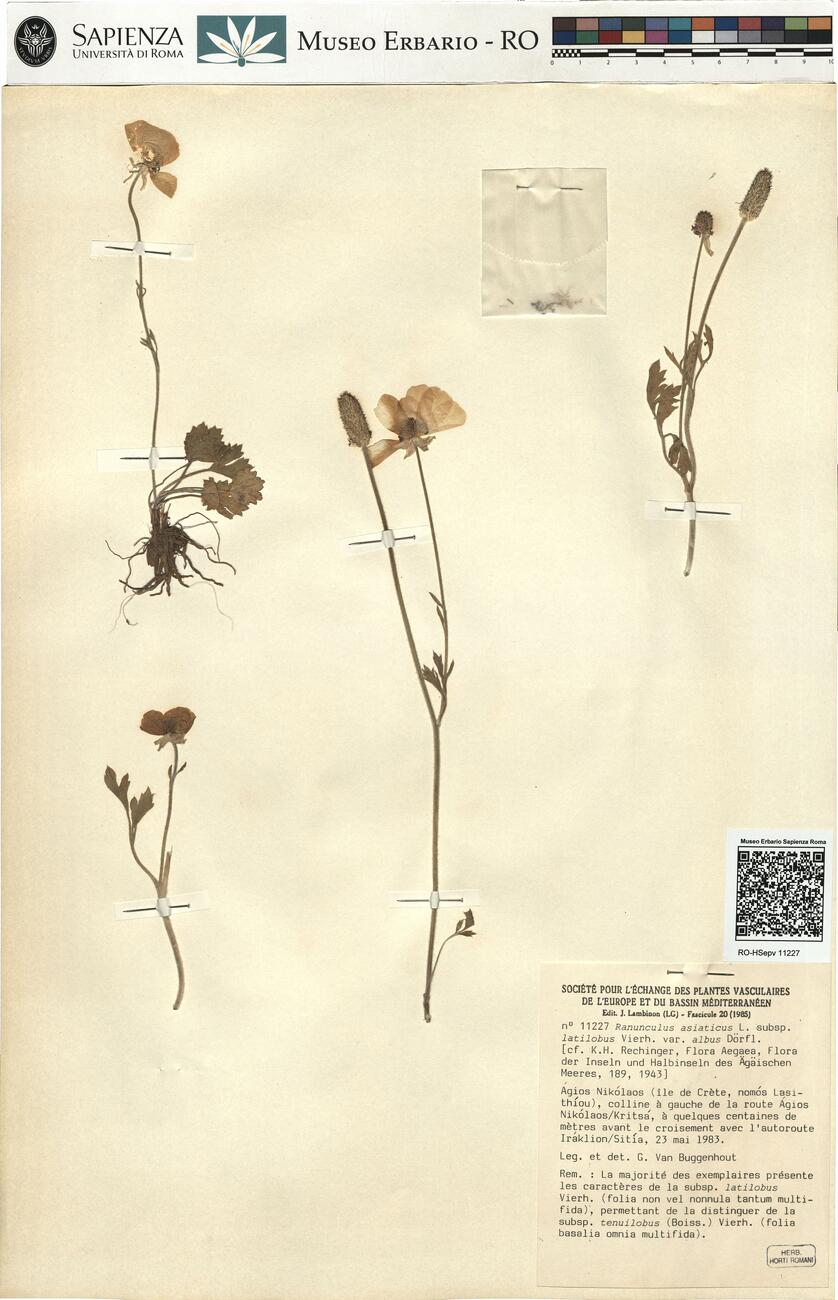 Ranunculus asiaticus L. subsp. latilobus Vierh. var. albus Dörfl. -  RO-HSepv 11227 photo