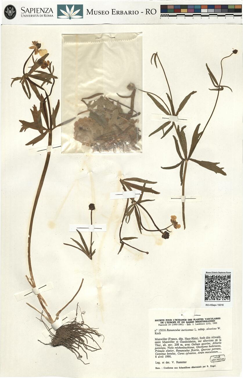 Ranunculus auricomus L. subsp. alsaticus W. Koch -  RO-HSepv 15016 photo