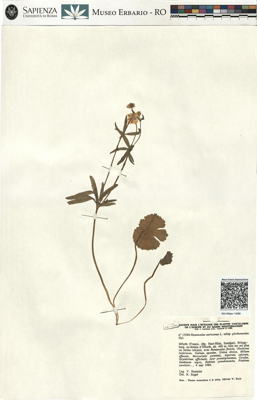 Ranunculus auricomus L. subsp. glechomoides Hyl. -  RO-HSepv 13066 photo