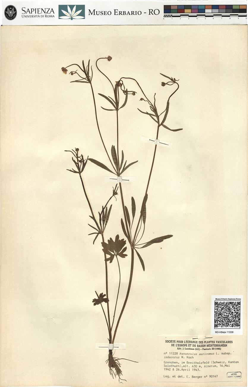 Ranunculus auricomus L. subsp. indecorus W. Koch -  RO-HSepv 11228 photo